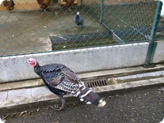 Chovatelská výstava 2016_10