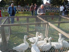 Chovatelská výstava 2016_3