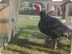 Chovatelská výstava 2016_4