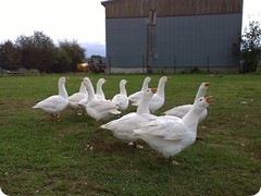 Chovatelská výstava 2016_5