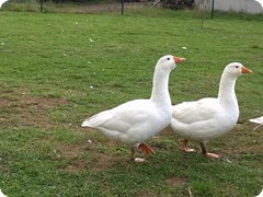 Chovatelská výstava 2016_6