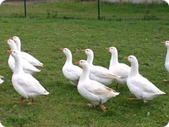 Chovatelská výstava 2016_7