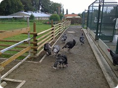 Chovatelská výstava 2016_8