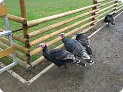 Chovatelská výstava 2016_9