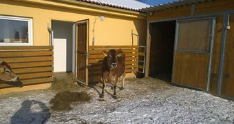 Nové přírůstky na farmě_1