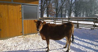 Nové přírůstky na farmě_10