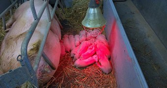 Nové přírůstky na farmě_11