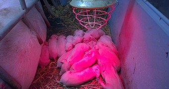 Nové přírůstky na farmě_12