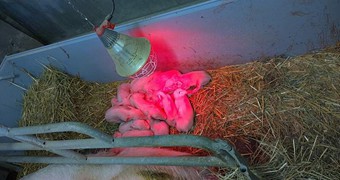 Nové přírůstky na farmě_14