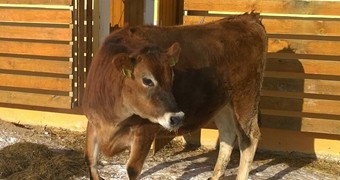 Nové přírůstky na farmě_3