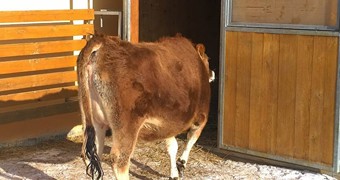 Nové přírůstky na farmě_4