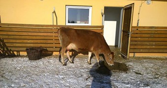 Nové přírůstky na farmě_5