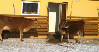 Nové přírůstky na farmě_6