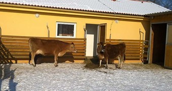 Nové přírůstky na farmě_7