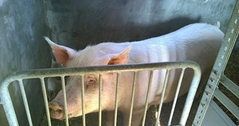 Nové přírůstky na farmě_8