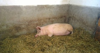 Nové přírůstky na farmě_9