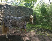 1. Noví nájemníci_5