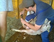 2. Práce v MHD  - stříhání ovcí_2