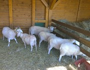 8. Povrchové práce na MHD_3