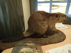 Dům přírody Českého lesa_14