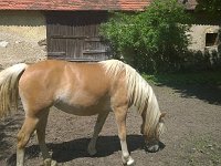 1. Noví nájemníci 7