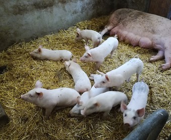 Prázdninové přírůstky 2018_1