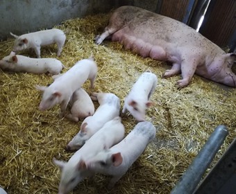 Prázdninové přírůstky 2018_2