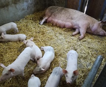 Prázdninové přírůstky 2018_3