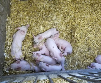 Prázdninové přírůstky 2018_4