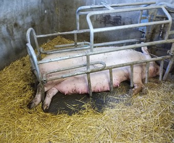 Prázdninové přírůstky 2018_5