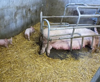 Prázdninové přírůstky 2018_6