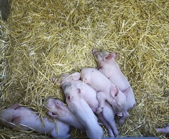 Prázdninové přírůstky 2018_7